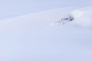 A white dream A white dream