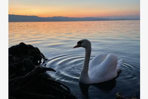 Schwan Sempachersee