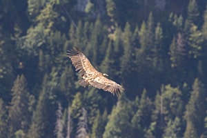 A vulture circling below