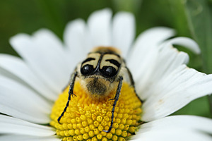 Pinselkäfer am Pollen naschen