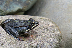 Besuch am Teich