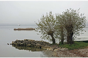 Herbst am Murtensee