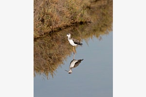 A clear reflection A clear reflection