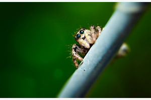 Springspinne