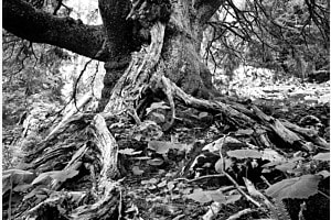 Alter Baum