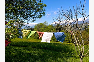 Im Schatten der Bäume