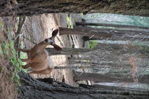 Treffen in Redwood Valley