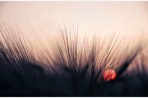 Abends im Kornfeld