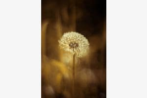 Windstill Windstill