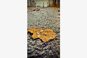 Regenblatt