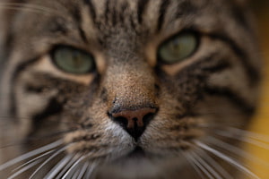 Katzenmakro