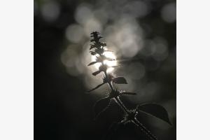 Pflanze im Gegenlicht