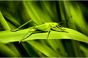 Grasshopper