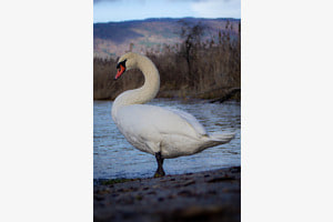 Schwan Schwan