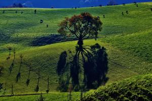 Baumschatten