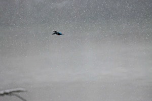 Martin pêcheur sous la neige