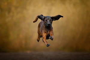 Flying Mana Flying Mana