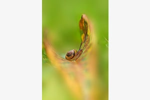 Schnecke im Herbst