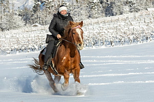 Galopp durch den Neuschnee