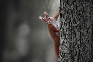 Eichhörnchen