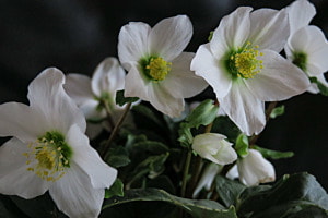 Christrosen