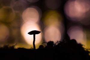Einsames Pilzchen im Licht der untergehenden Sonne