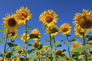 Sonnenblumen
