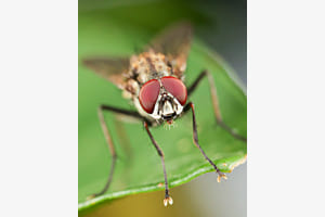 Diese Fliege macht grosse Augen...! Diese Fliege macht grosse Augen...!