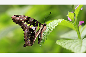 Schmetterling