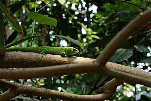 MADAGASKAR-TAGGECKO