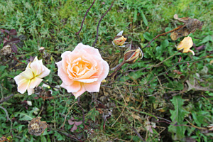 Rosen am Morgen