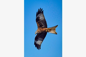 Rotmilan im Flug