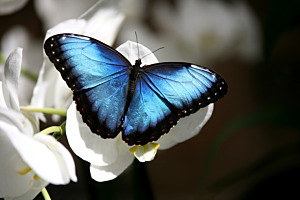 Schmetterling Morpho Peleides Coridon
