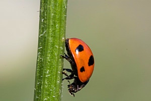 Marienkäfer
