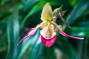 Flora of Bali