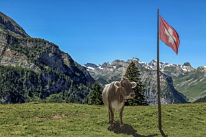 Guschti national