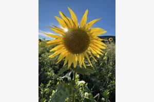 Sonnenblume im Sonnenlicht