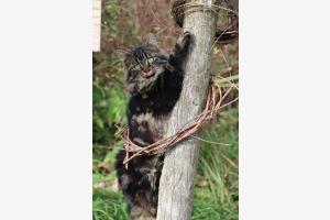 Junge Katze 