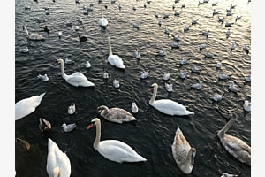 Schwannenmeer 