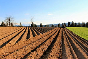 Präzise Kartoffelfurchen