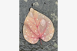 Herz-Herbst-Blatt