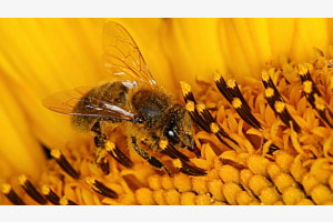 Die fleissige Biene