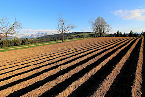 Schnurgerade Kartoffelfurchen