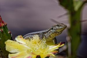 Eidechse auf Kaktusblüte Eidechse auf Kaktusblüte