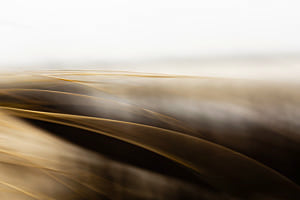Strandhafer Impression