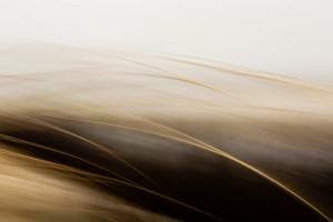 Bewegung im Wind