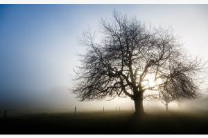 Im Gegenlicht