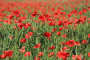Mohnblumen