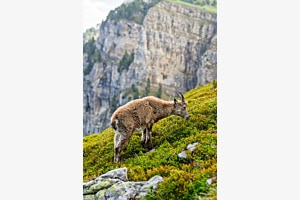 Steingeiss auf dem Niederhorn 