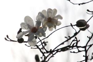 Weisse Blüte